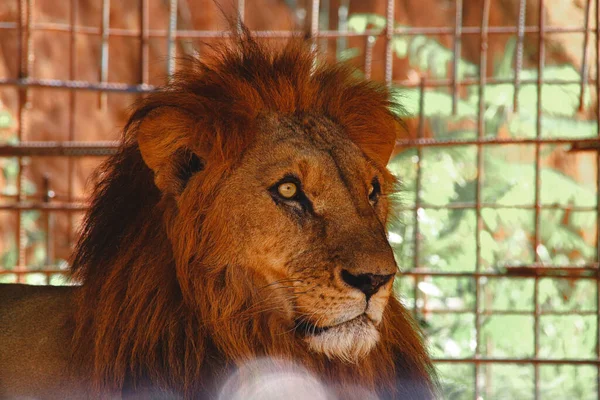 Mise Point Sélective Lion Sur Son Profil Latéral Dans Cage — Photo