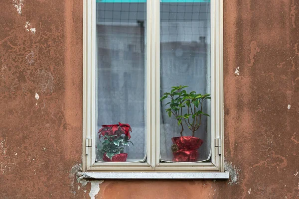 Два Пуансети Пластиковим Зеленим Завісою Вікні Квіткові Горщики Загорнуті Глянсовий — стокове фото