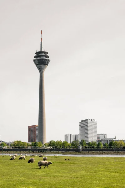 Vue Verticale Tour Rhin Düsseldorf Allemagne — Photo