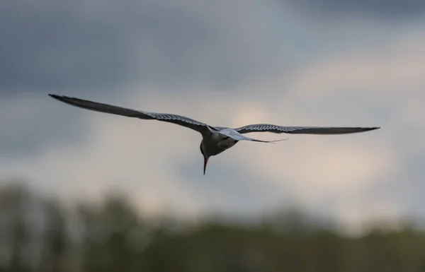Rybák Letící Otevřenými Křídly Obloze Během Západu Slunce — Stock fotografie