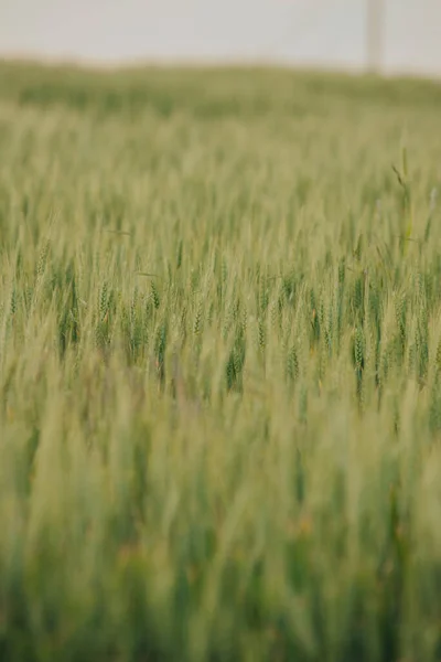 Die Schöne Vertikale Tapete Des Grünen Feldes — Stockfoto