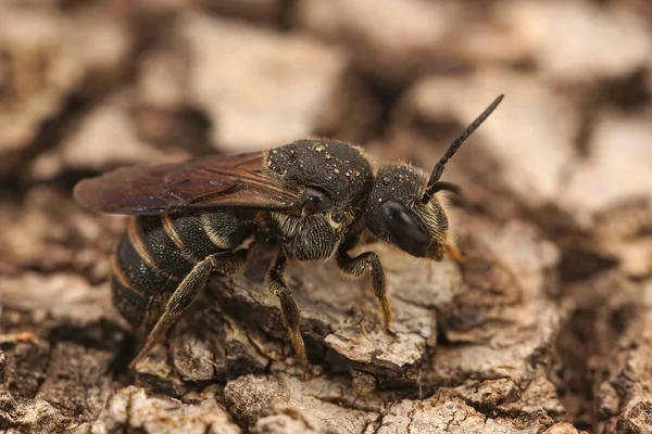 Küçük Siyah Kleptoparazit Arı Stelis Punctatissima Nın Yakın Plan Fotoğrafı — Stok fotoğraf