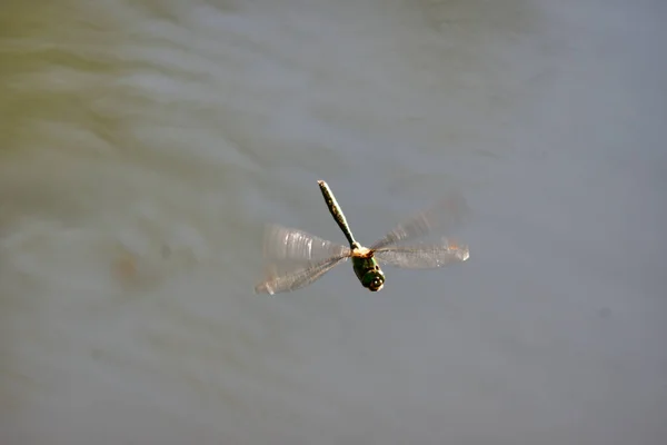 一只蜻蜓在户外飞越水面的特写镜头 — 图库照片
