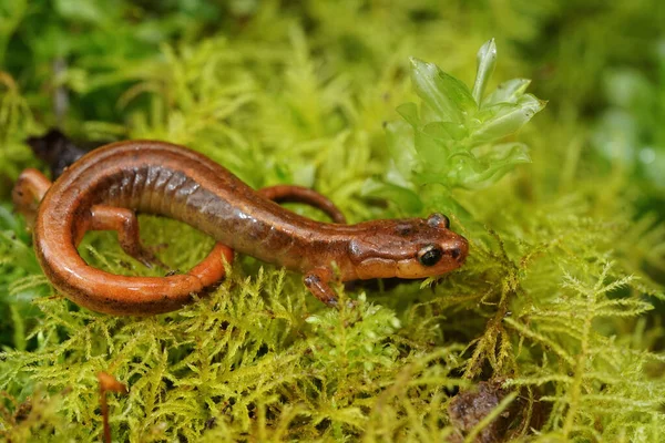 Primer Plano Rara Amenazada Salamandra Van Dyk Plethodon Vandykei —  Fotos de Stock