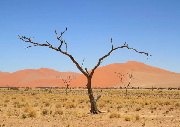 Paysage Plantes Arbres Secs Dans Désert Namibien — Photo