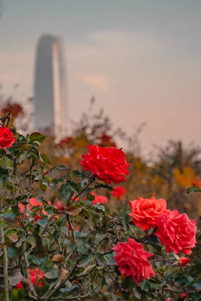 Вертикальний Вибірковий Фокус Червоних Троянд Високим Будівельним Фоном — стокове фото