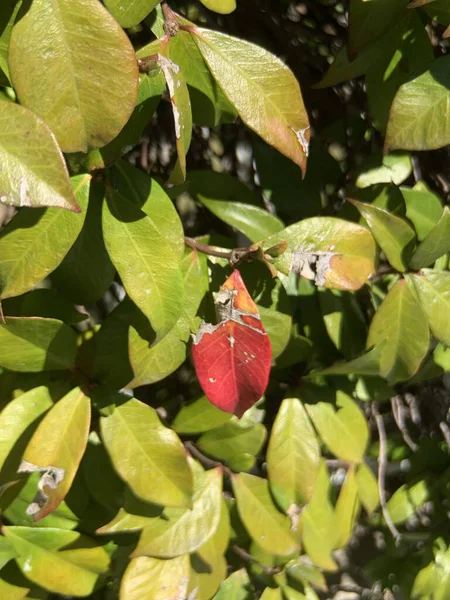 Поврежденные Листья Дерева Солнечный День — стоковое фото
