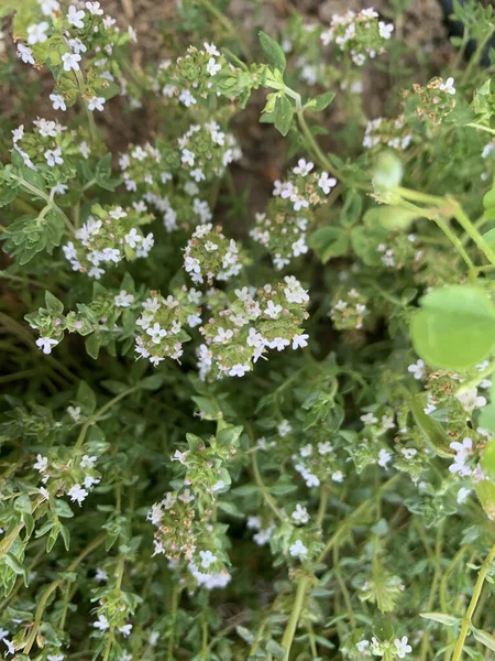 Die Kräuter Mit Den Blumen Garten — Stockfoto