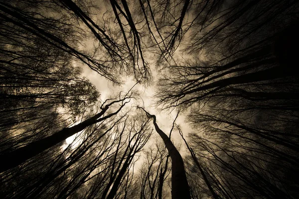 Низький Кут Пострілу Високих Дерев Лісі Під Вечірнім Небом — стокове фото