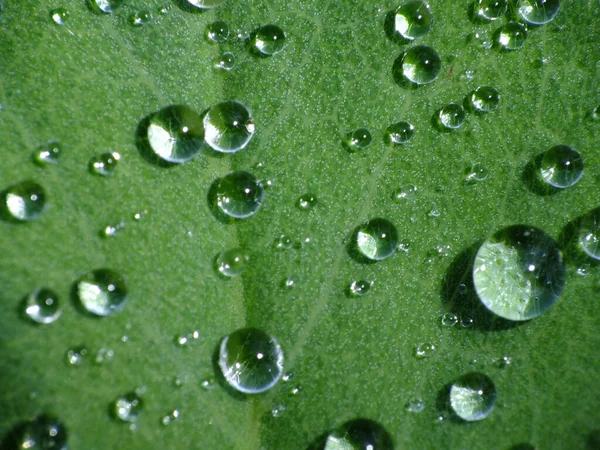 Eine Grüne Blatttextur Die Mit Tröpfchen Bedeckt Ist — Stockfoto