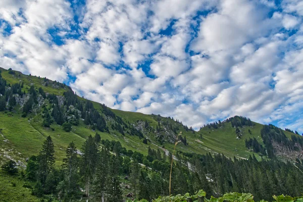 Hermoso Paisaje Con Abetos Bosque Las Montañas Sobre Fondo Cielo — Foto de Stock