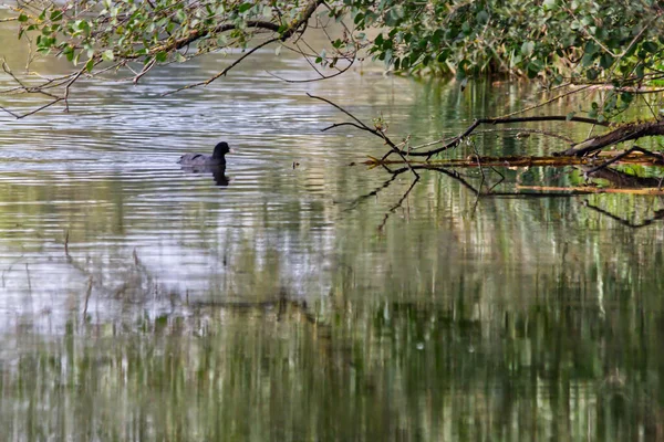 Nahaufnahme Einer Ente Die Teich Schwimmt Und Sonnenlicht Glänzt — Stockfoto