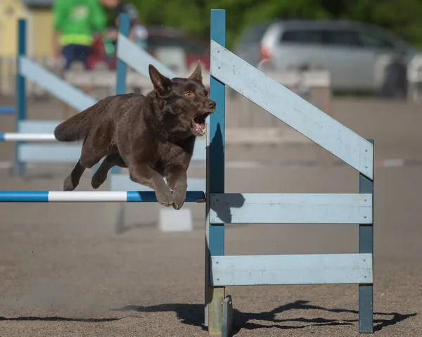 Kelpie Australien Sautant Par Dessus Obstacle Agilité Dans Compétition Agilité — Photo