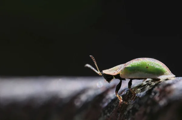 Gros Plan Sélectif Petit Insecte Vert Debout Sur Une Bille — Photo