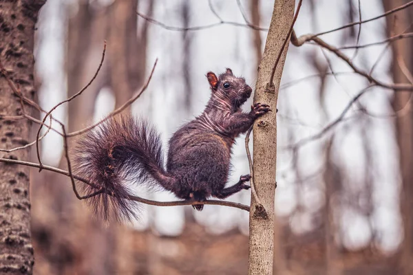 Primer Plano Una Ardilla Rama Del Árbol — Foto de Stock