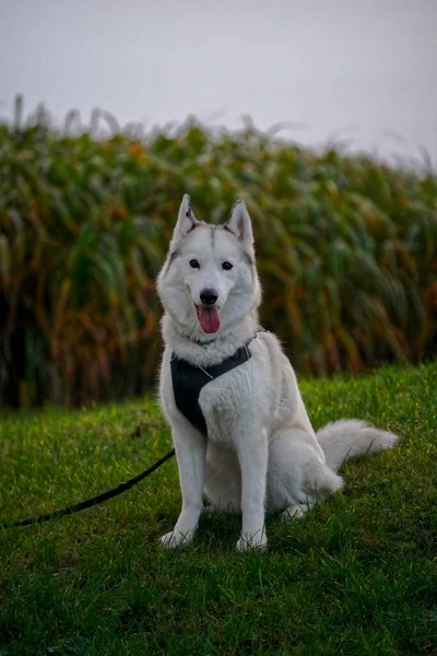 Sibirya Köpeğinin Dikey Görüntüsü Bahçede Dili Çıkmış — Stok fotoğraf