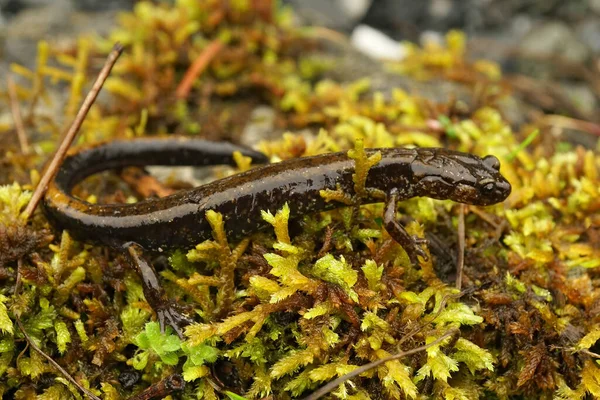 Gros Plan Une Salamandre Dunn Plethodon Dunni Sur Mousse Verte — Photo