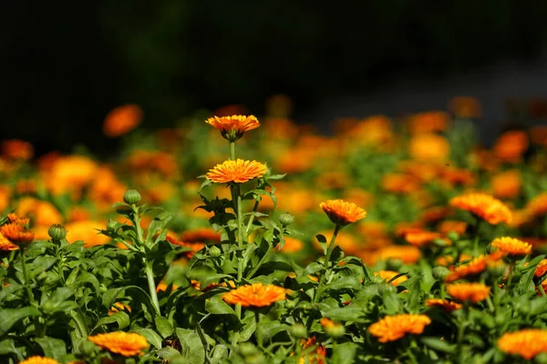 Foco Seletivo Flores Calêndula Laranja Florescendo Jardim Contra Fundo Turvo — Fotografia de Stock