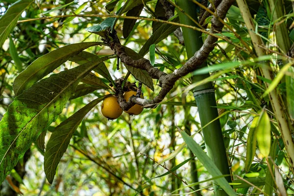 Close Frutas Laranja Crescendo Uma Árvore Loquat — Fotografia de Stock