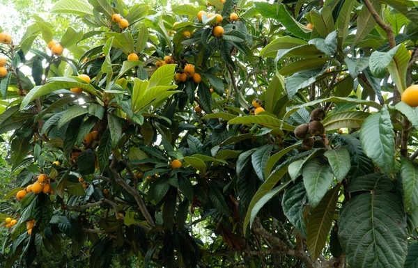 Primo Piano Frutti Arancioni Che Crescono Albero Loquat — Foto Stock