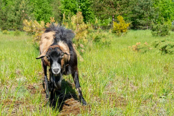 Eine Schwarz Braune Ziege Weidet Auf Einer Wiese — Stockfoto