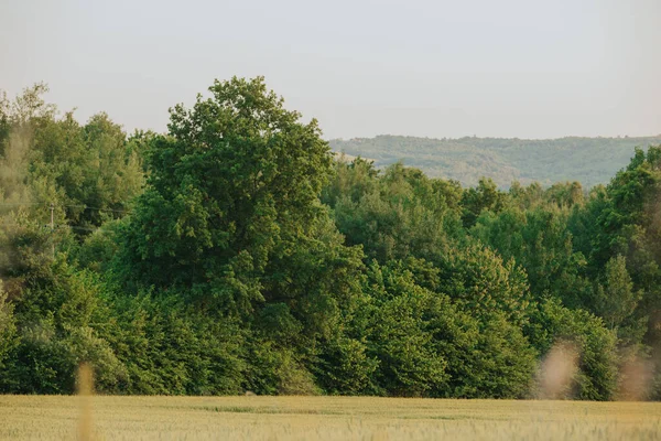 Prachtige Bomen Tegen Het Groene Veld — Stockfoto