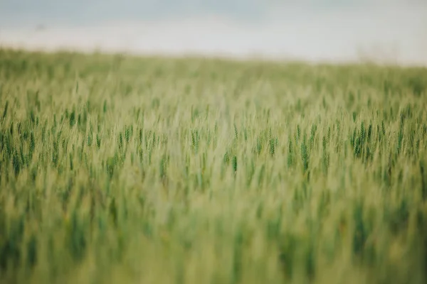 Der Schöne Hintergrund Der Grünen Wiese Gegen Den Himmel — Stockfoto