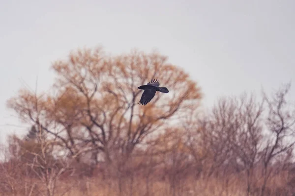 Black Bird Flying Dried Trees — 스톡 사진