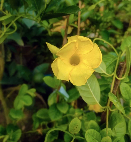 Ένα Κάθετο Πλάνο Από Κίτρινο Λουλούδι Allamanda Που Περιβάλλεται Από — Φωτογραφία Αρχείου