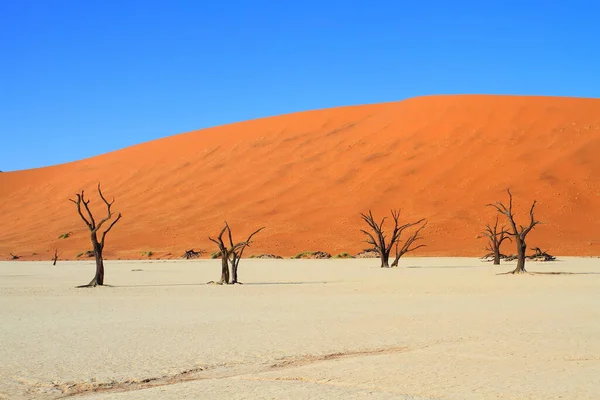 Táj Száraz Növények Fák Namib Sivatagban — Stock Fotó