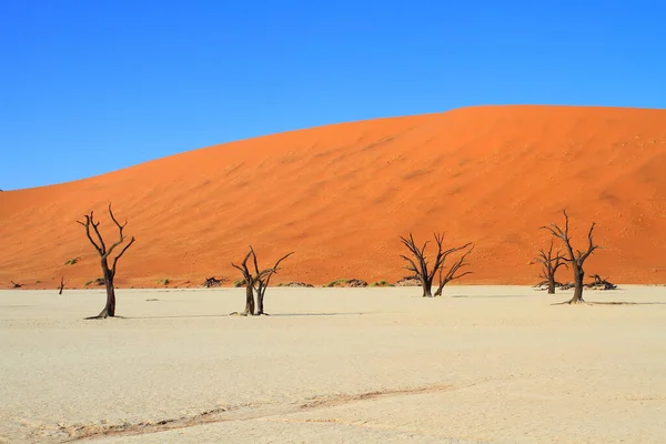 Paysage Plantes Arbres Secs Dans Désert Namibien — Photo