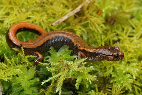 Uma Foto Close Salamandra Redback Laranja Ocidental Plethodon Vehiculum Musgo — Fotografia de Stock