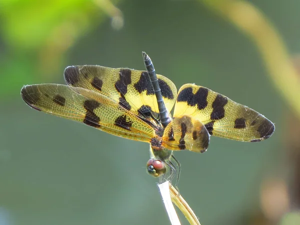 Mise Point Sélective Papillon Jaune Pois Noirs — Photo