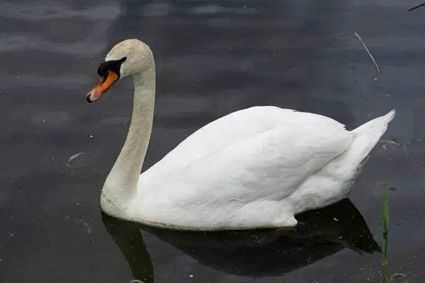 Closeup Shot White Swan Lake — Stock Photo, Image