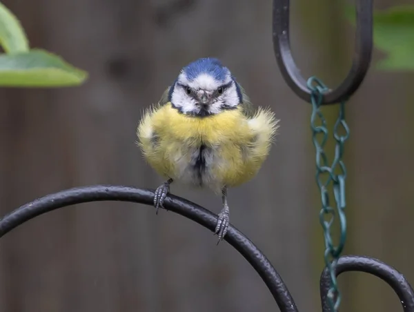 Selective Focus Shot Great Tit Bird Perched Metal — Fotografia de Stock