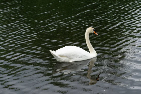 Lovitură Closeup Unei Lebede Albe Lac — Fotografie, imagine de stoc