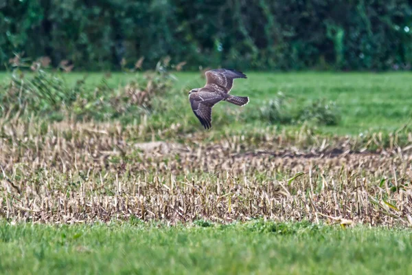 Eine Selektive Fokusaufnahme Eines Mäusebussards Der Über Eine Wiese Mit — Stockfoto