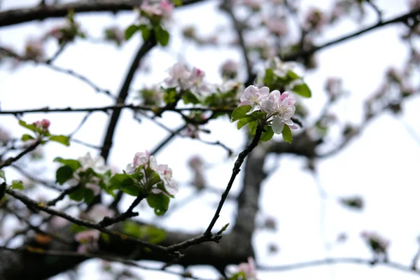 Selektywne Ujęcie Ostrości Kwitnących Gałęzi Jabłoni — Zdjęcie stockowe