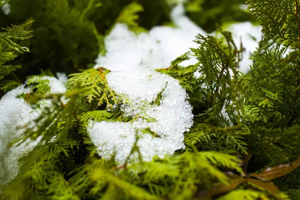 Eine Nahaufnahme Von Schnee Auf Einem Grünen Zweig — Stockfoto