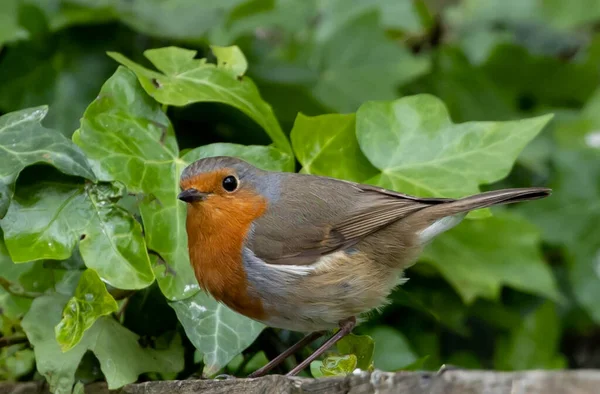 Een Close Shot Van Een Europese Roodborstje Neergestreken Hout — Stockfoto