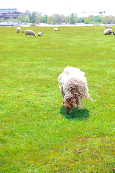 Eine Schafherde Auf Einem Grünen Feld — Stockfoto