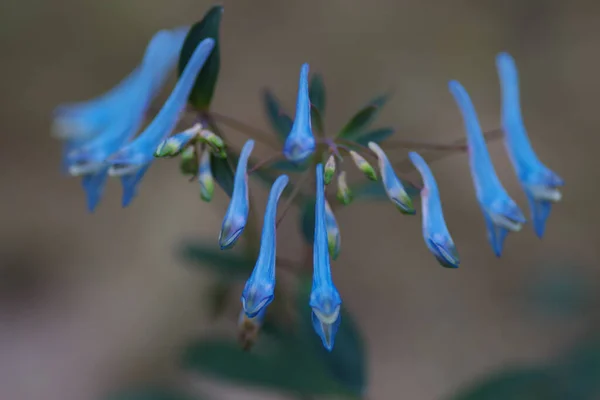 Closeup Shot Blooming Blue Corydalis Flexuosa Blurred Background — 스톡 사진