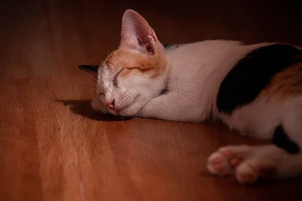 Μια Αξιολάτρευτη Γάτα Κοιμάται Ήσυχα Μέσα Στο Φλο — Φωτογραφία Αρχείου