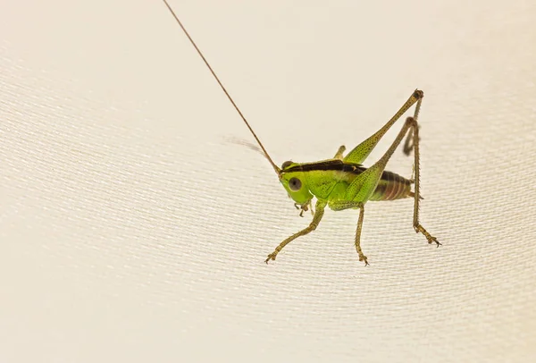 Primo Piano Grillo Uno Sfondo Bianco — Foto Stock