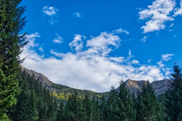 Eine Wunderschöne Landschaft Mit Tannenwald Auf Bergen Vor Blauem Himmel — Stockfoto