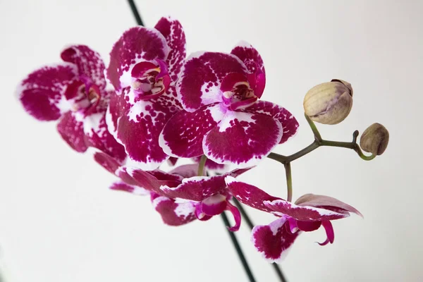 Flores Uma Orquídea Traça — Fotografia de Stock