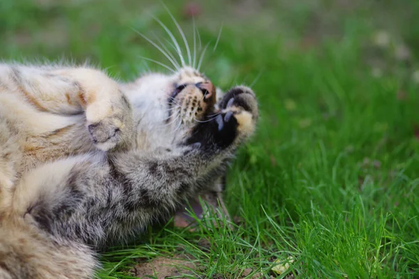 Gros Plan Chat Pelucheux Couché Sur Herbe Verte — Photo