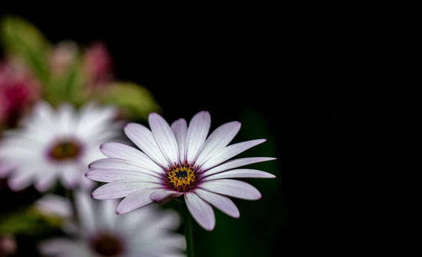 Крупным Планом Красивые Белые Цветы Osteospermum Темном Фоне — стоковое фото