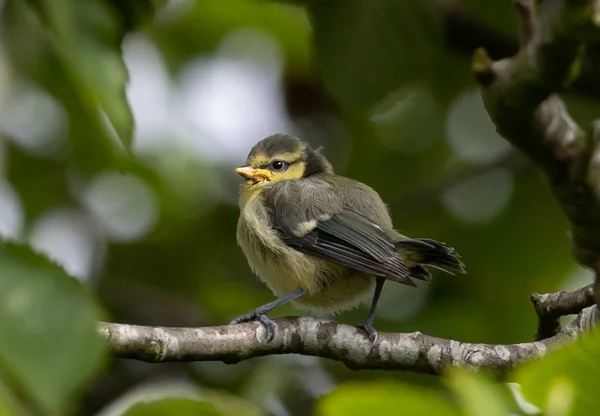 Cute Tit Bird Branch Tree — Zdjęcie stockowe