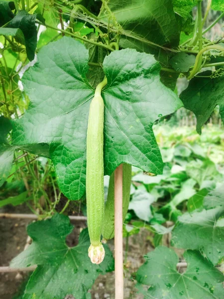 Een Verticaal Shot Van Een Kleine Cilindrische Luffa Buiten — Stockfoto